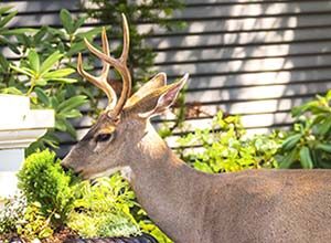 attract deer to your backyard