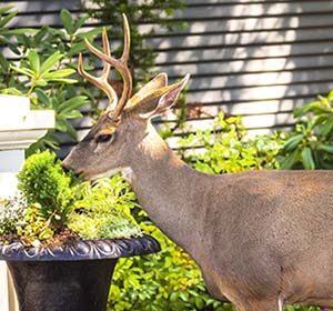 attract deer to your backyard