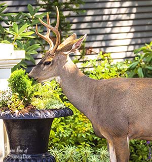 attract deer to your backyard