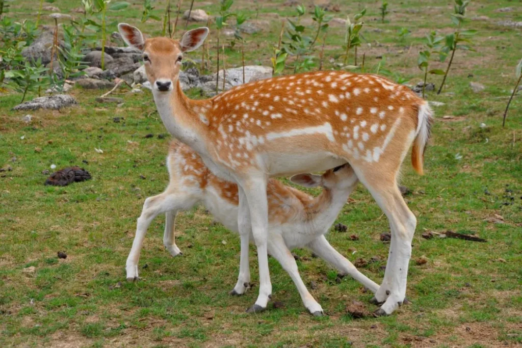 Optimal Deer Health: Colostrum