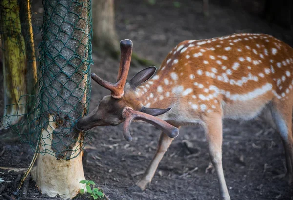 Deer bite marks, deer chewing bark