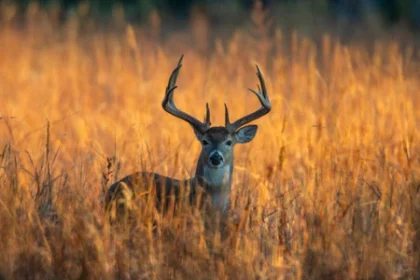 attract whitetail deer without bait: