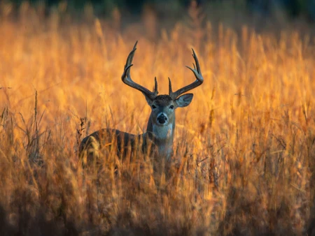 attract whitetail deer without bait: