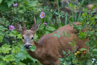 Prevent deer damage to plants