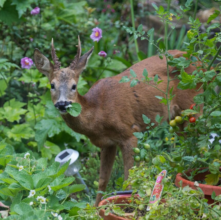 Prevent deer damage to plants