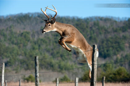 deer jumping over a fence