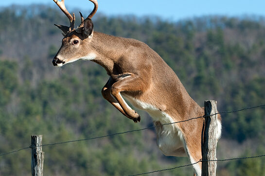 Deer jumping over a fence