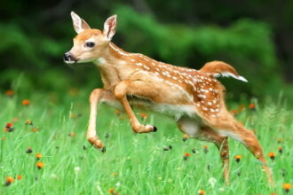 Top speed of a whitetail deer