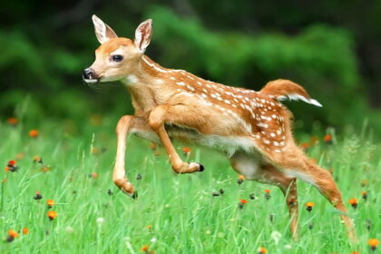 Top speed of a whitetail deer