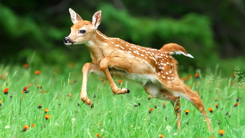 Top speed of a whitetail deer