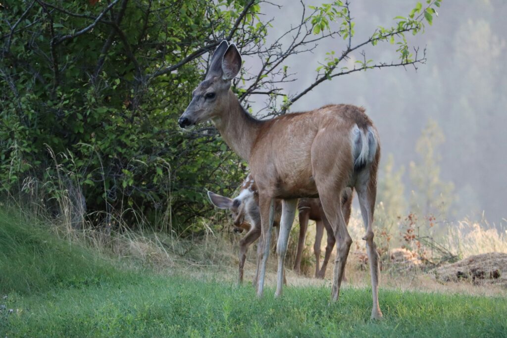 Deer Reproductive Health: a doe and a fawn