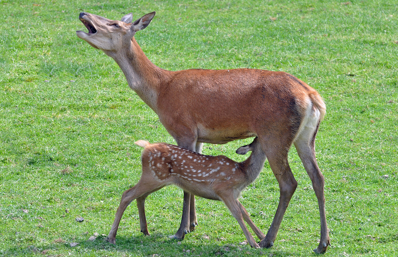 Deer Reproductive System: Fawn breastfeeding 