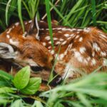 Deer Reproductive System: Fawn