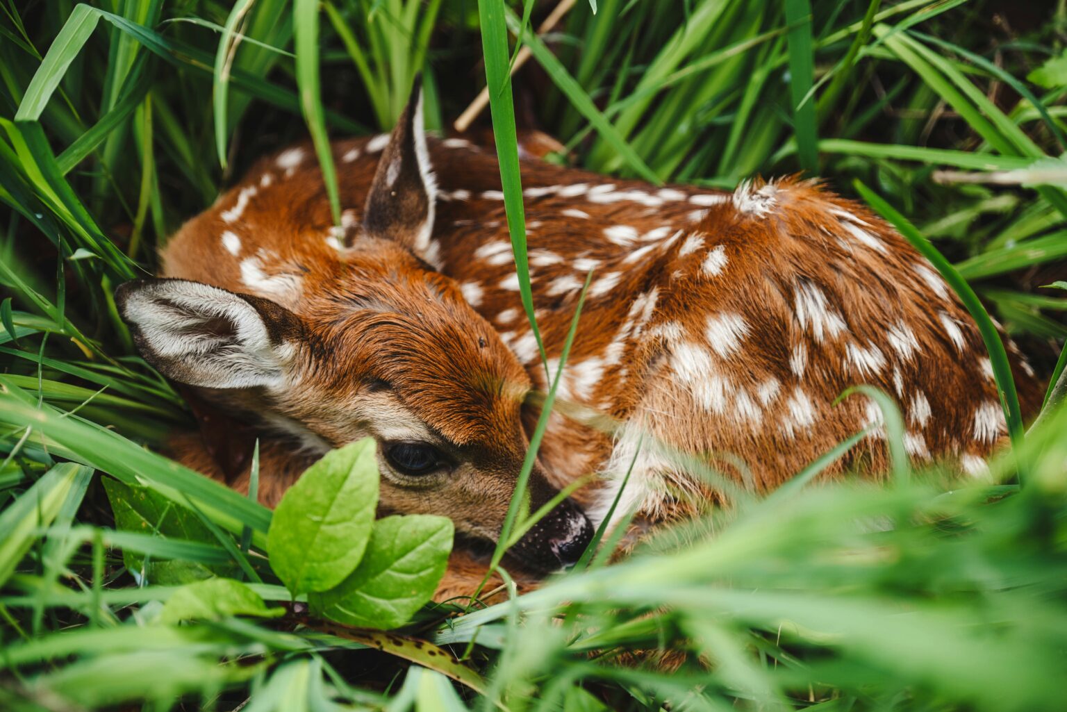 Deer Reproductive System: Fawn