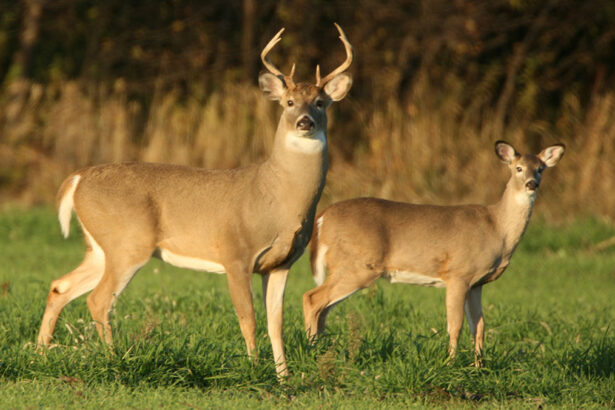 Female Vs Male deer