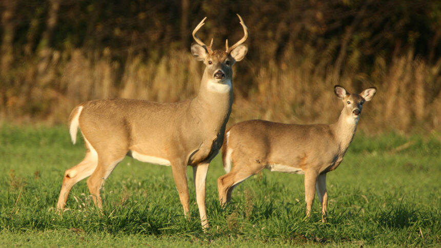 Female Vs Male deer