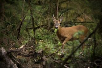 Deer and domestic animals