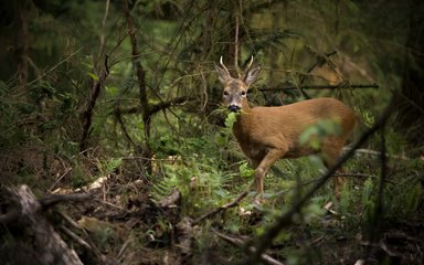 Deer and domestic animals