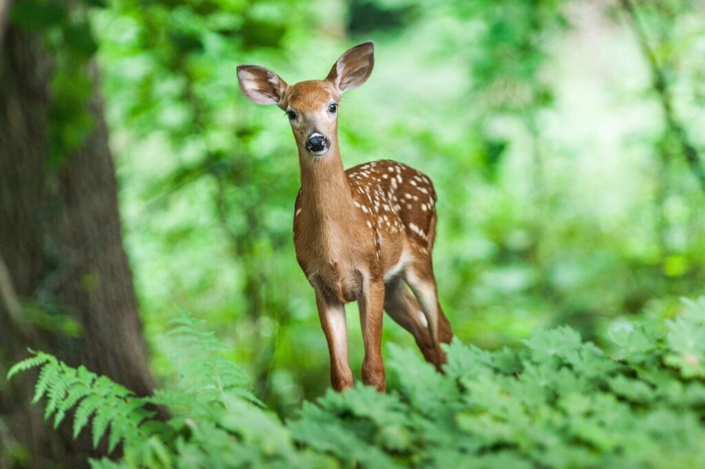 Relaxed Deer