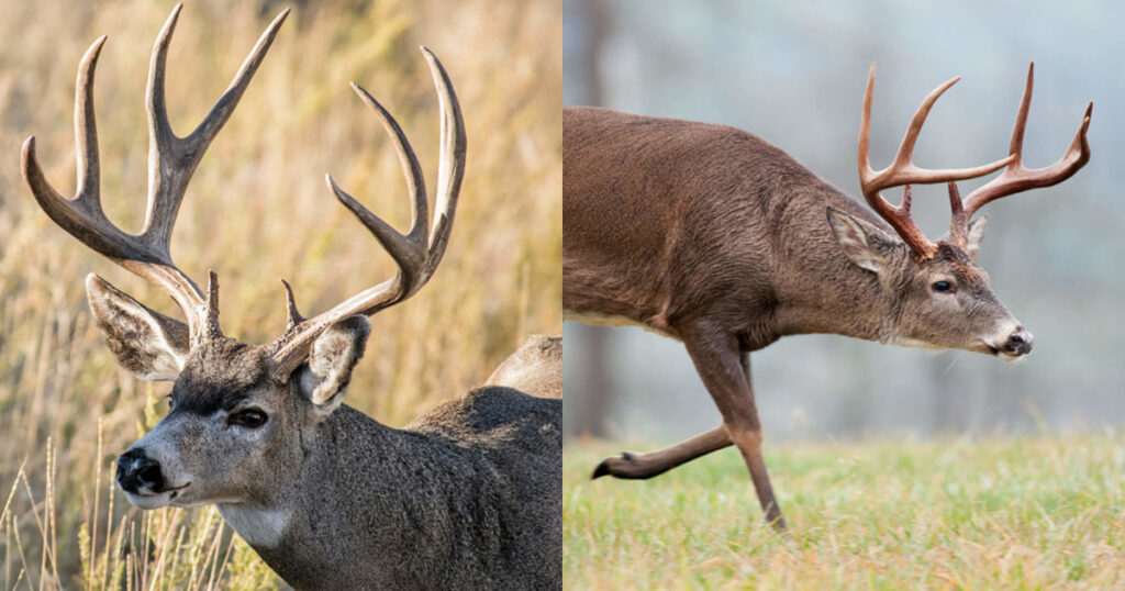 Top speed of a whitetail deer