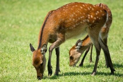 Sika deer