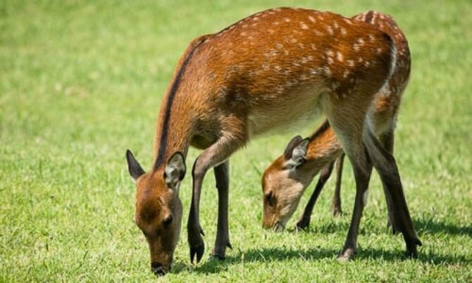 Sika deer