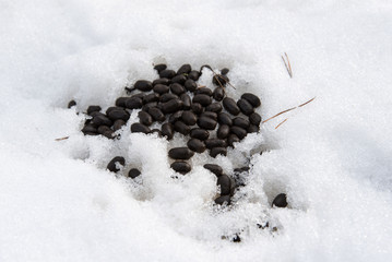 Composting Deer Poop