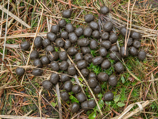 White-tailed deer poop
