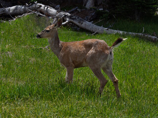 Deer pooping