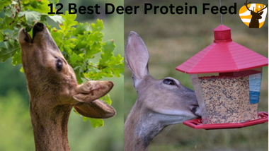 Best Deer Protein Feed