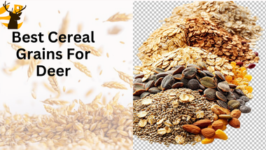 Best cereal grains for deer