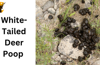 White-tailed deer poop