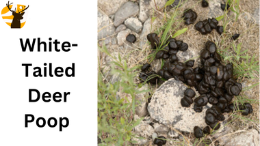 White-tailed deer poop