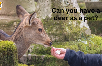 Can you have a deer as a pet?