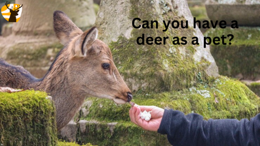 Can you have a deer as a pet?