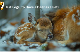 Is it Lega to have a Deer as a Pet