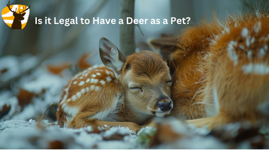 Is it Lega to have a Deer as a Pet