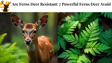 Are Ferns Deer Resistant