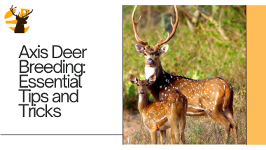 Axis Deer Breeding