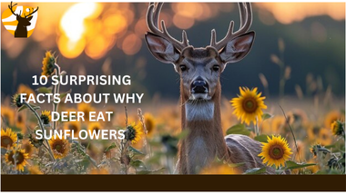 Deer Eat Sunflowers