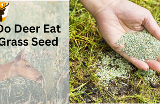 Do deer eat grass deed