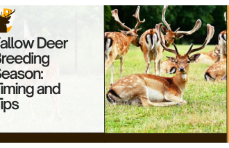 Fallow Deer Breeding Season