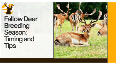 Fallow Deer Breeding Season