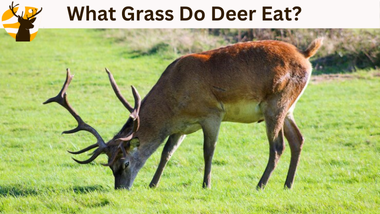 What Grass do deer eat