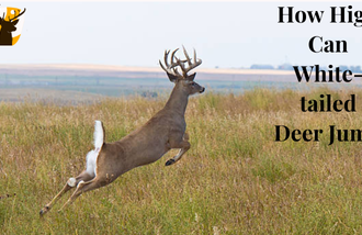 How high can white-tailed deer jump