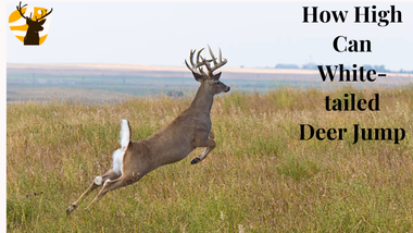 How high can white-tailed deer jump