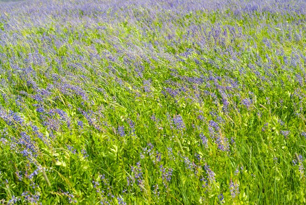 Alfalfa plants