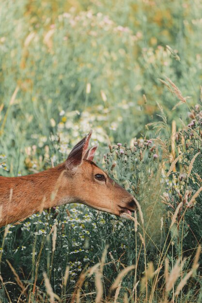 Do deer eat grass seed - Yes, if it is available. 