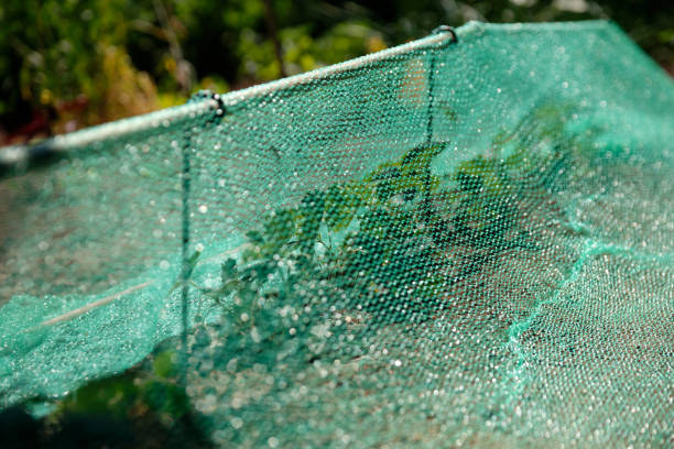 Netting around your garden