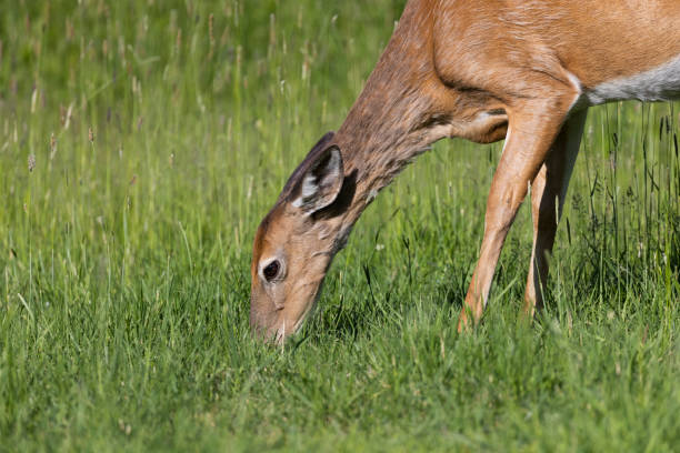 Deer foraging grass